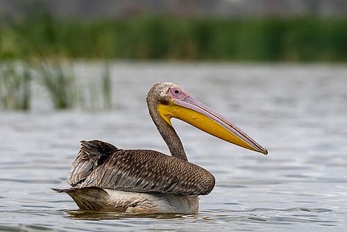 A great white pelican-Pelecanus onocrotalus-on Lake Gipe Voi-Lake Gipe-Tsavo-Kenya Art Print